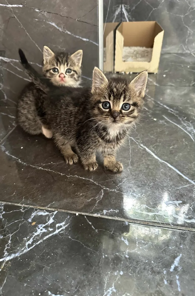 Fluffy kitten - Image 4