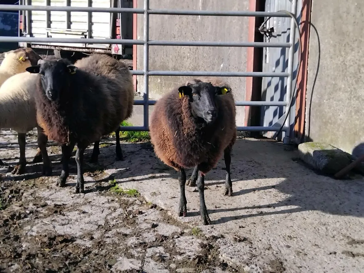 2 blue texel hoggets and 2 hogget rams - Image 1