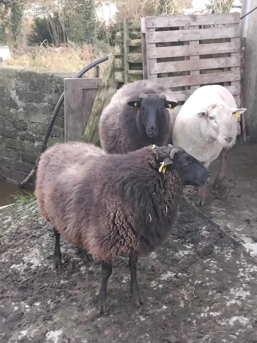 2 blue texel hoggets and 2 hogget rams - Image 3