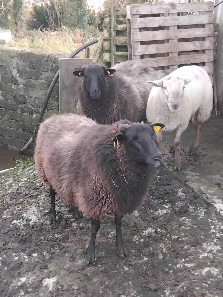 2 blue texel hoggets and 2 hogget rams - Image 4