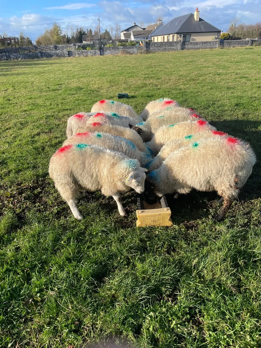 Ewe lambs - Image 1