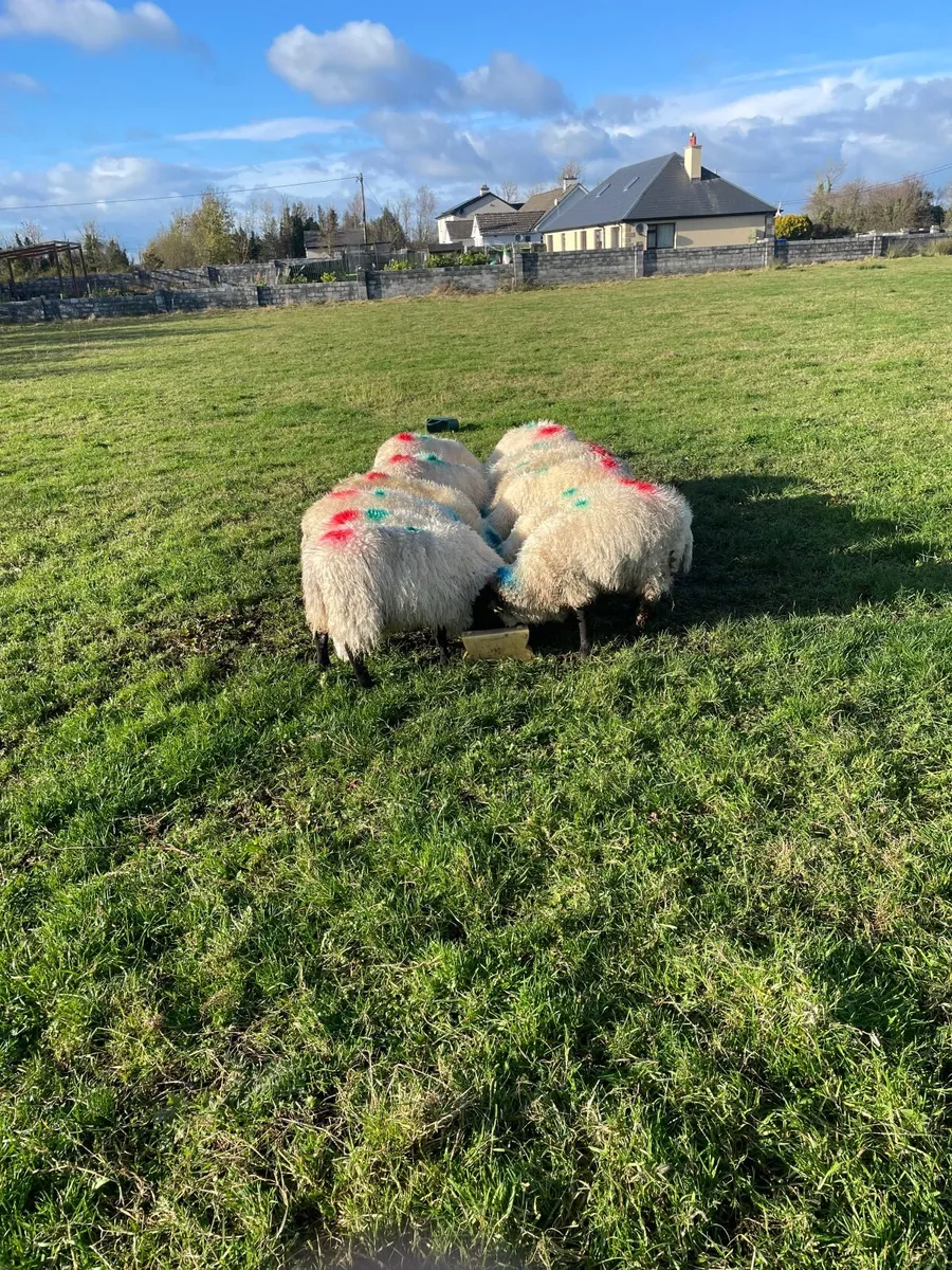 Ewe lambs - Image 2