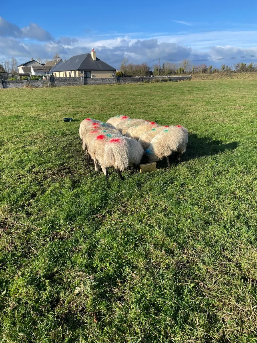 Ewe lambs - Image 3