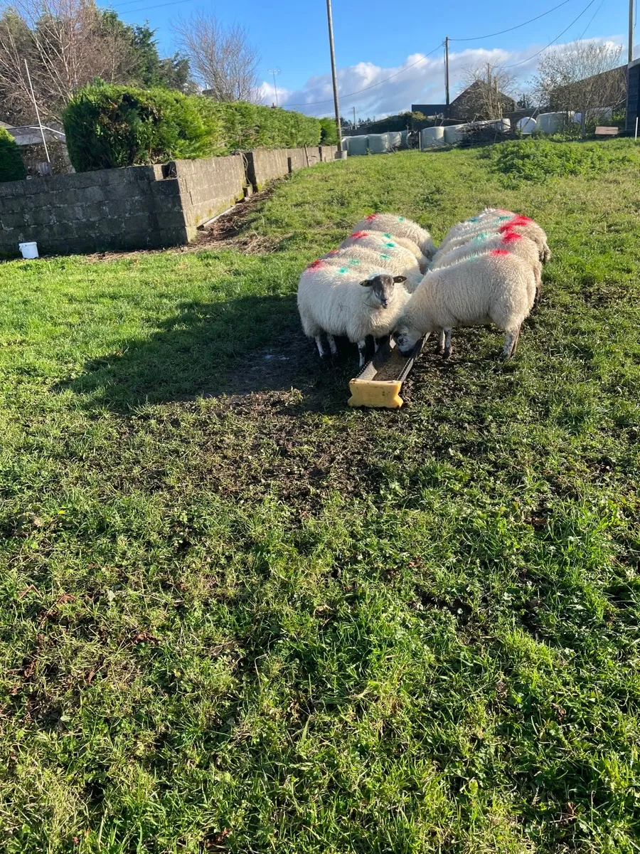 Ewe lambs - Image 4