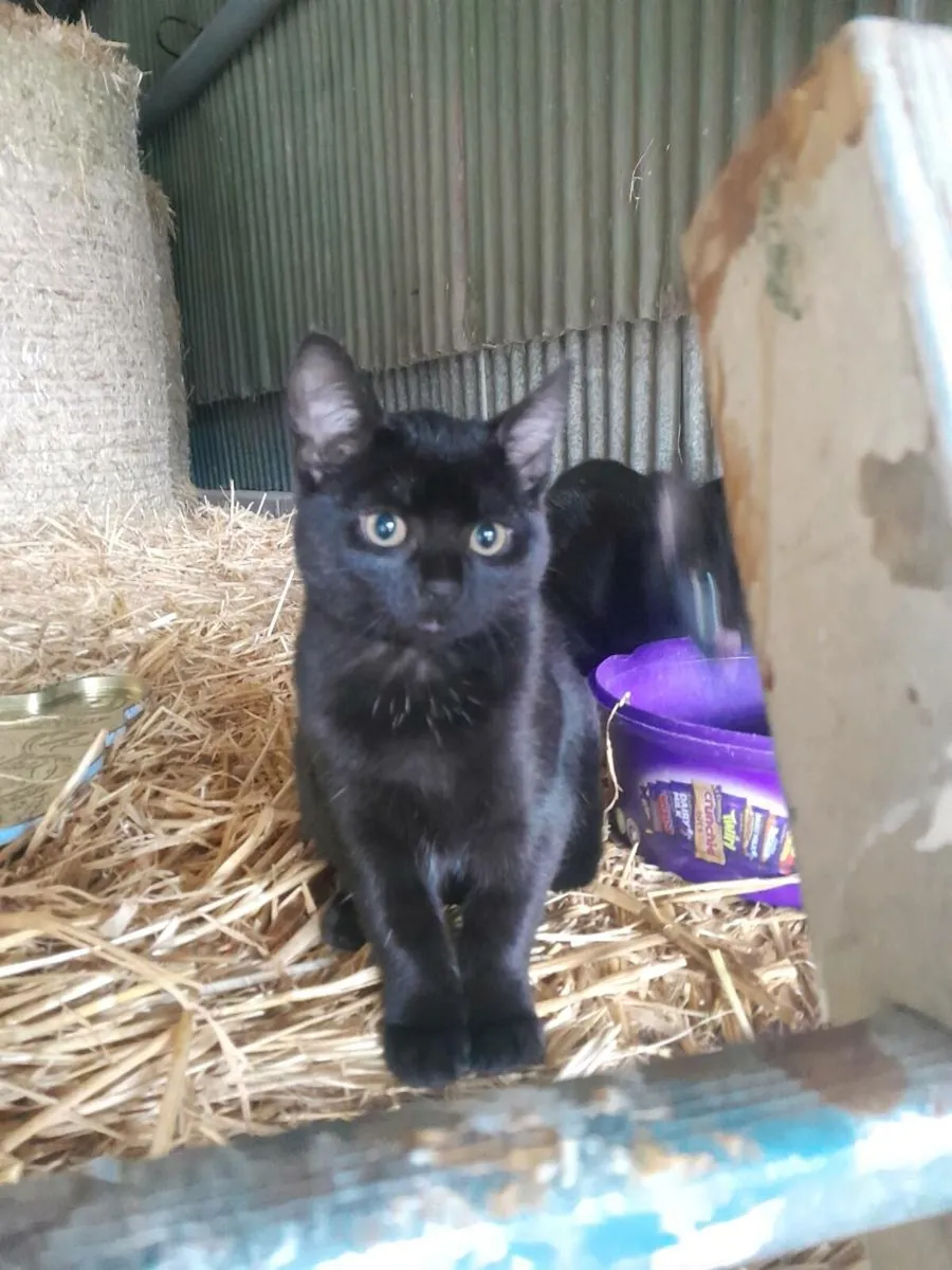 Kittens - Image 1