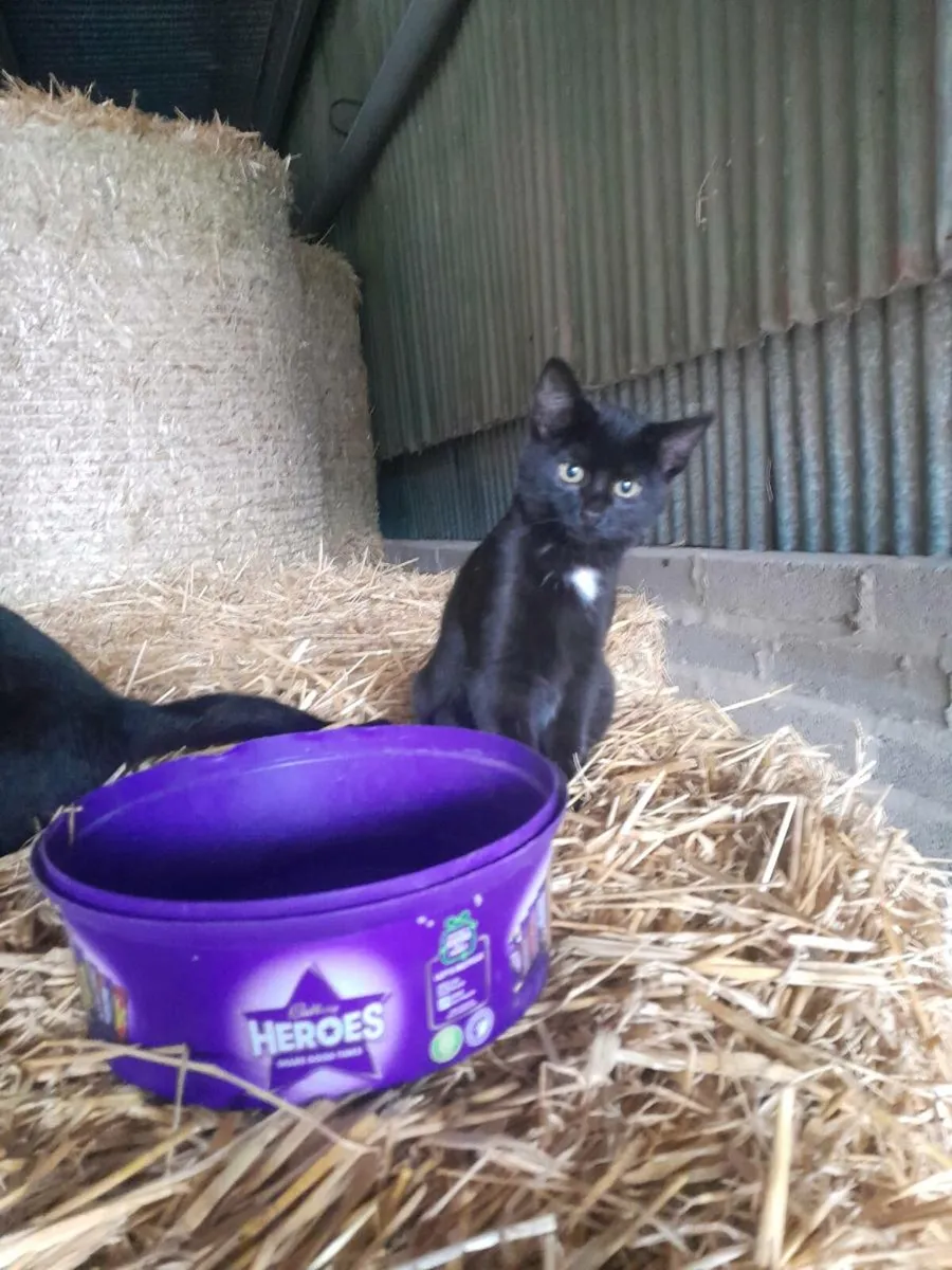 Kittens - Image 2