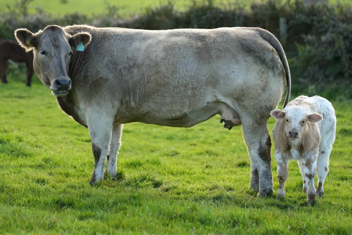 🌟 Show Stopper Outfits 🌟 - Image 2