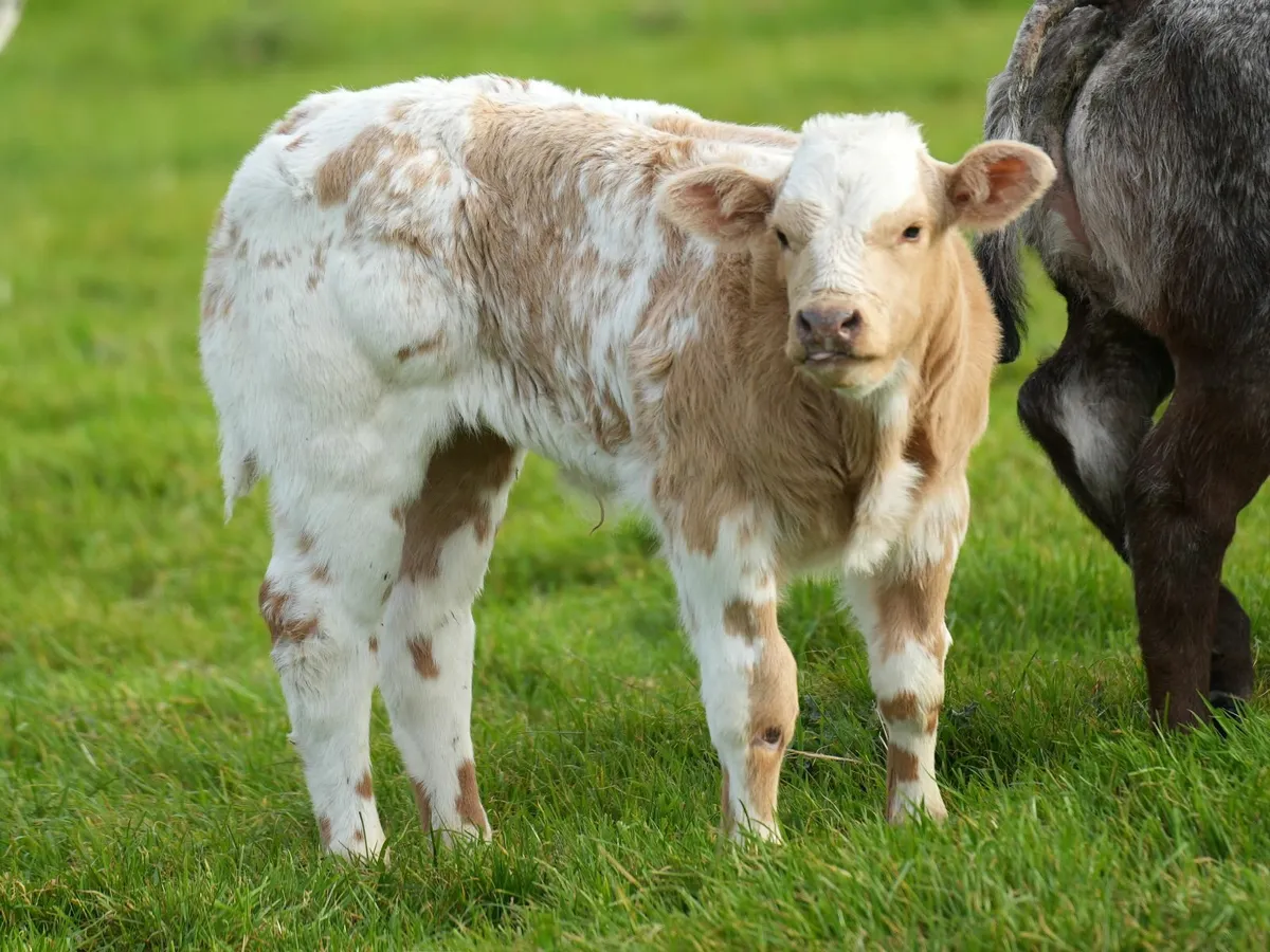 🌟 Show Stopper Outfits 🌟 - Image 1