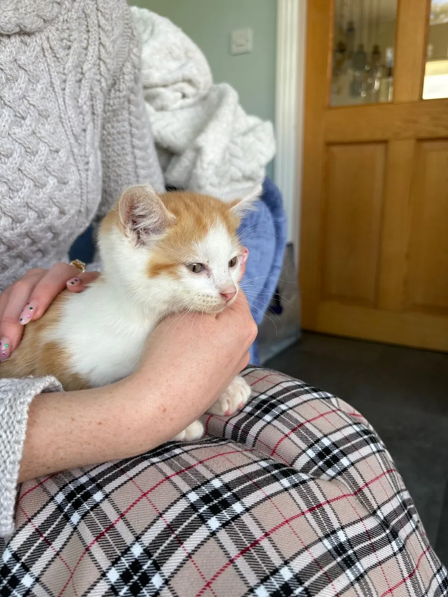 Kitten - Image 4