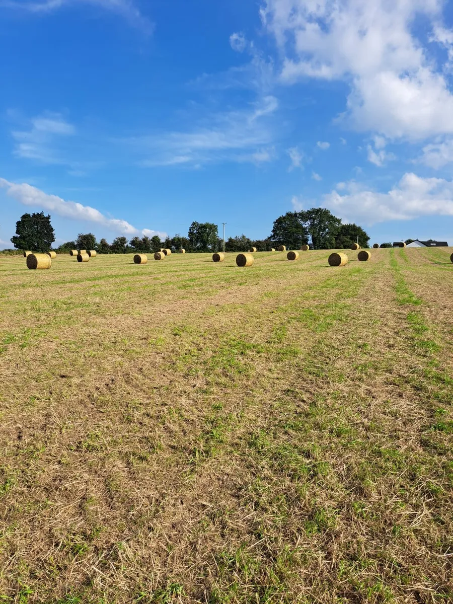 Hay - Image 2