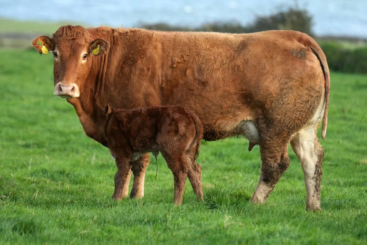 🌟 Show Stopper Outfits 🌟 - Image 3