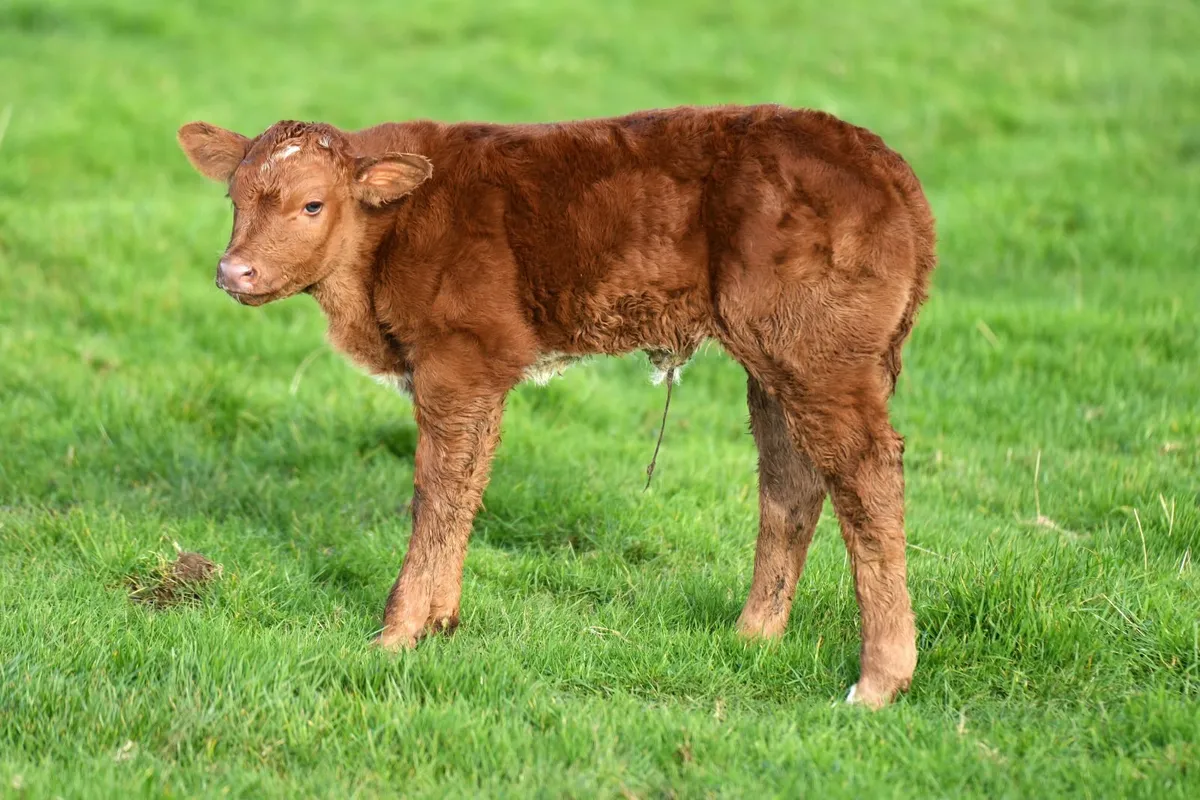 🌟 Show Stopper Outfits 🌟 - Image 4