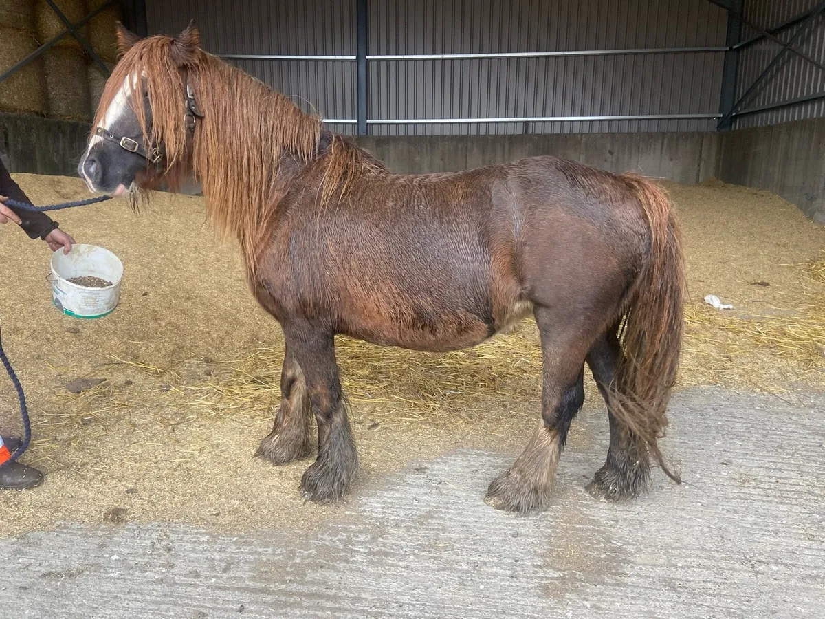 Mare and foal for sell - Image 1
