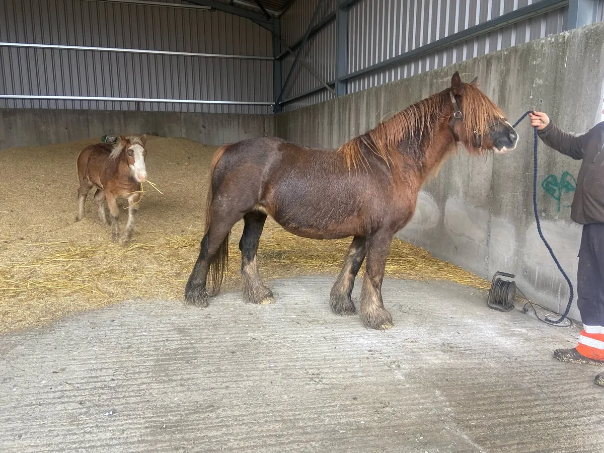 Mare and foal for sell - Image 2