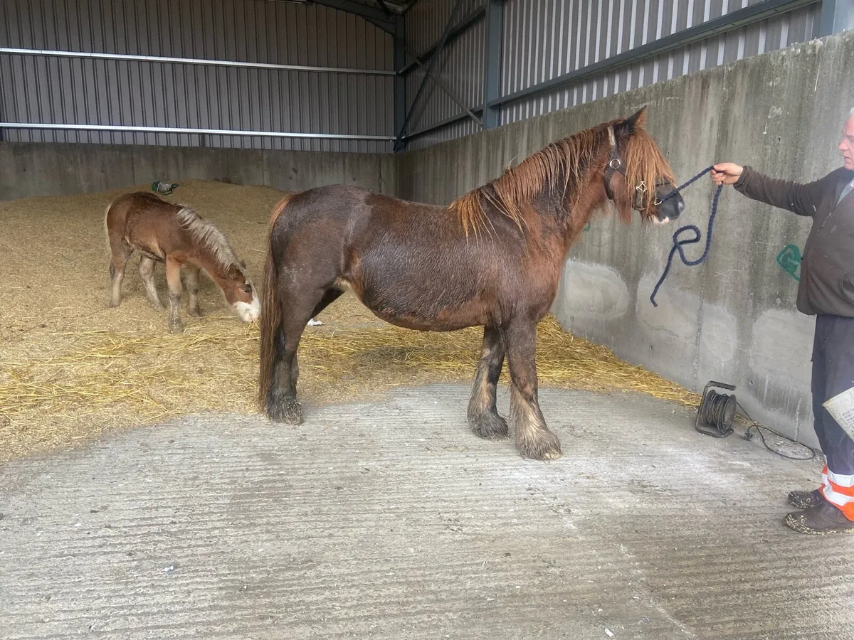 Mare and foal for sell - Image 3