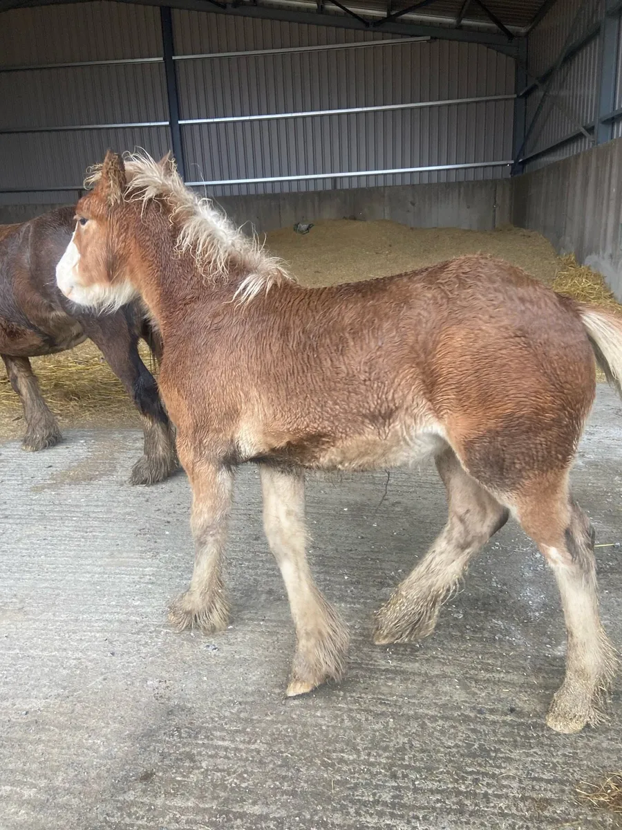 Mare and foal for sell - Image 4
