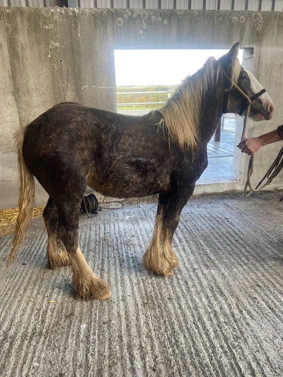 Silver dapple filly yearling - Image 1