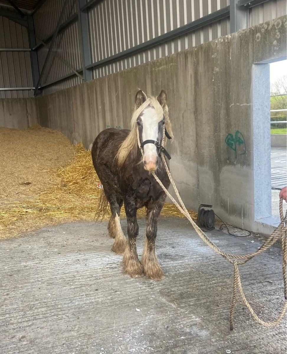 Silver dapple filly yearling - Image 2