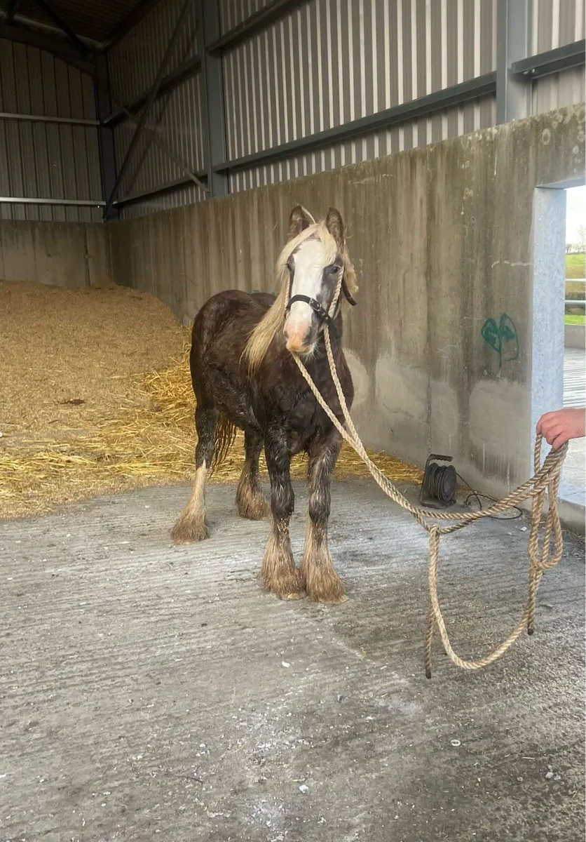 Silver dapple filly yearling - Image 3