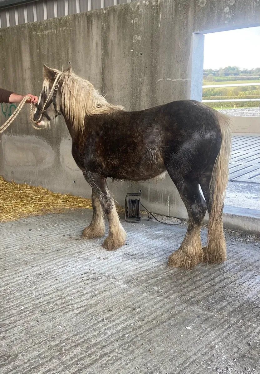 Silver dapple filly yearling - Image 4