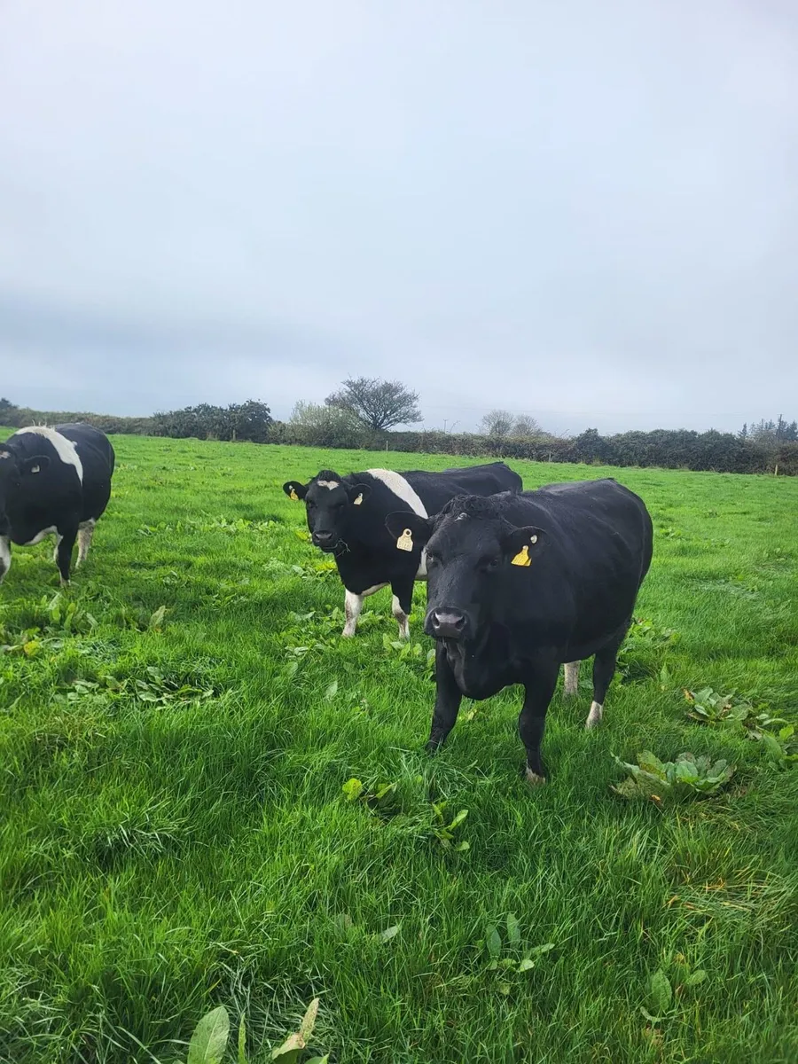 British Friesian Incalf Heifers - Image 1