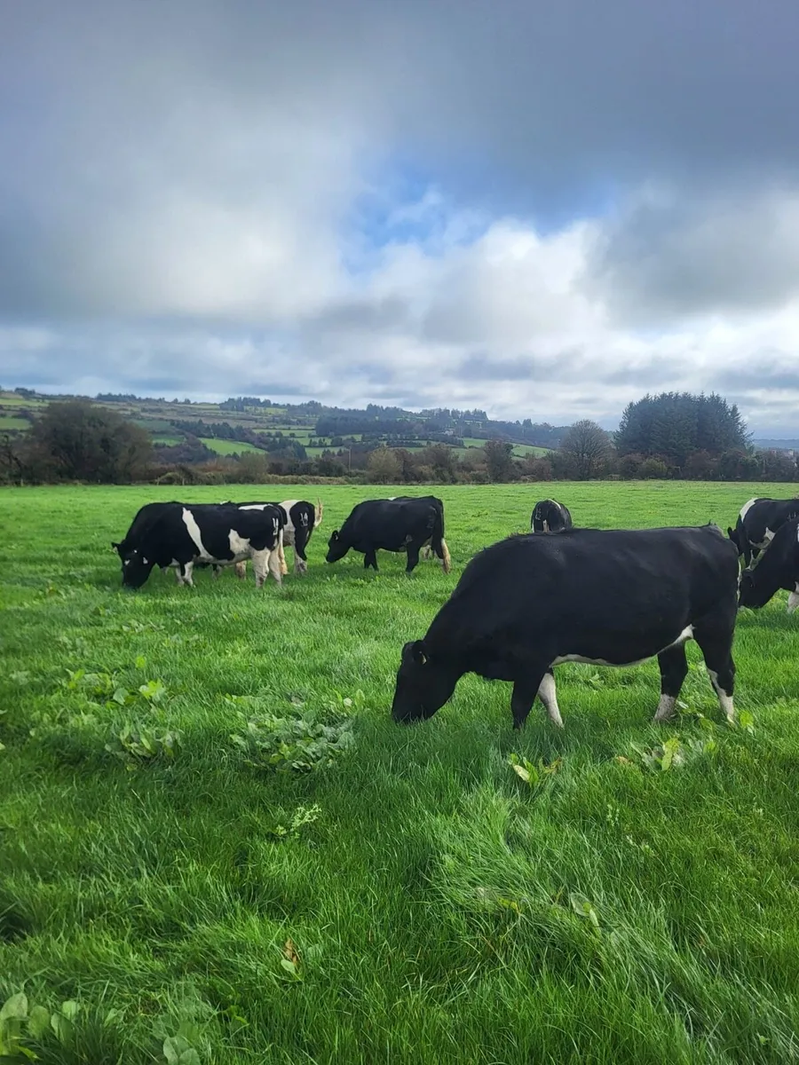 British Friesian Incalf Heifers - Image 2