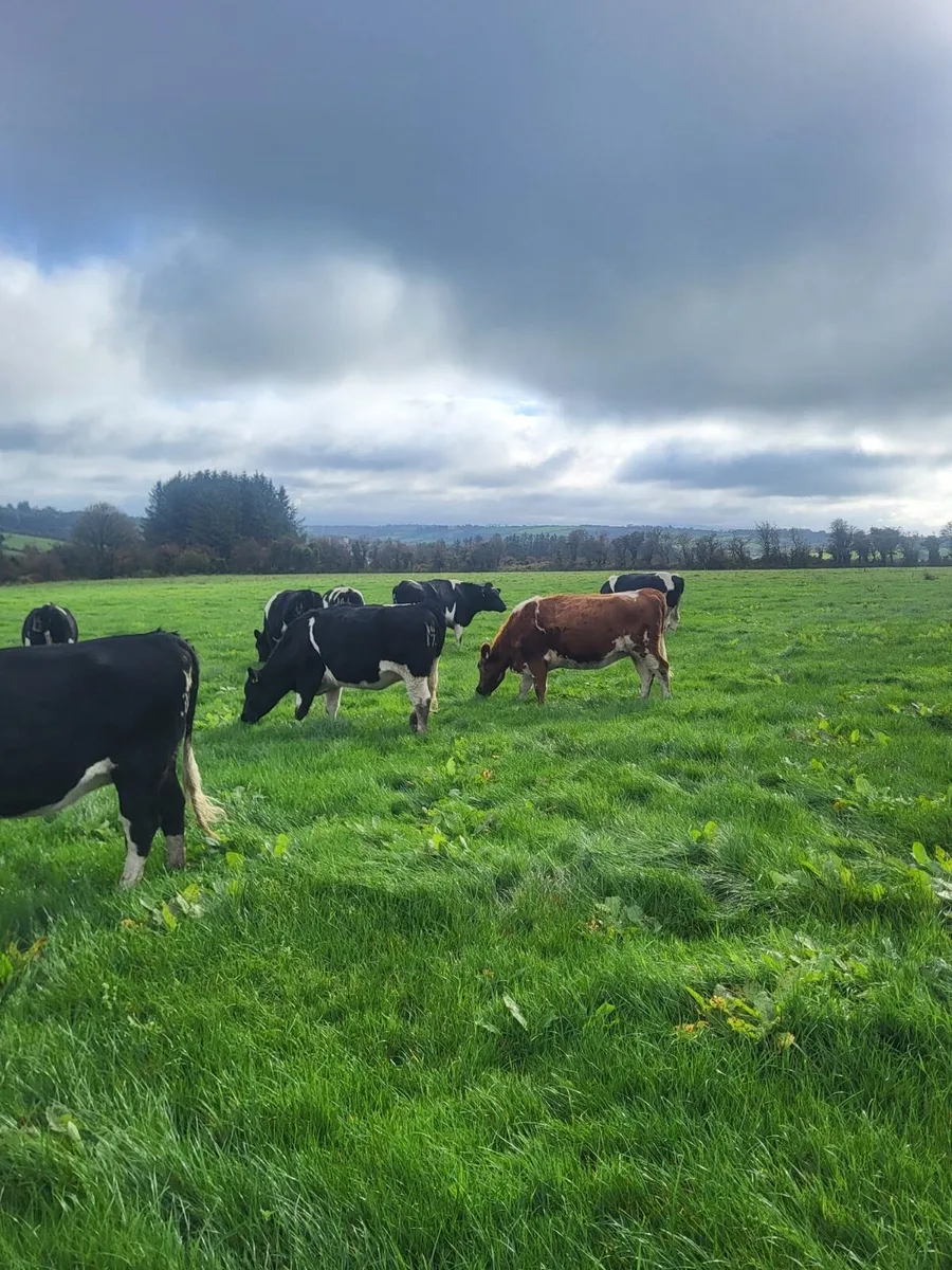 British Friesian Incalf Heifers - Image 3