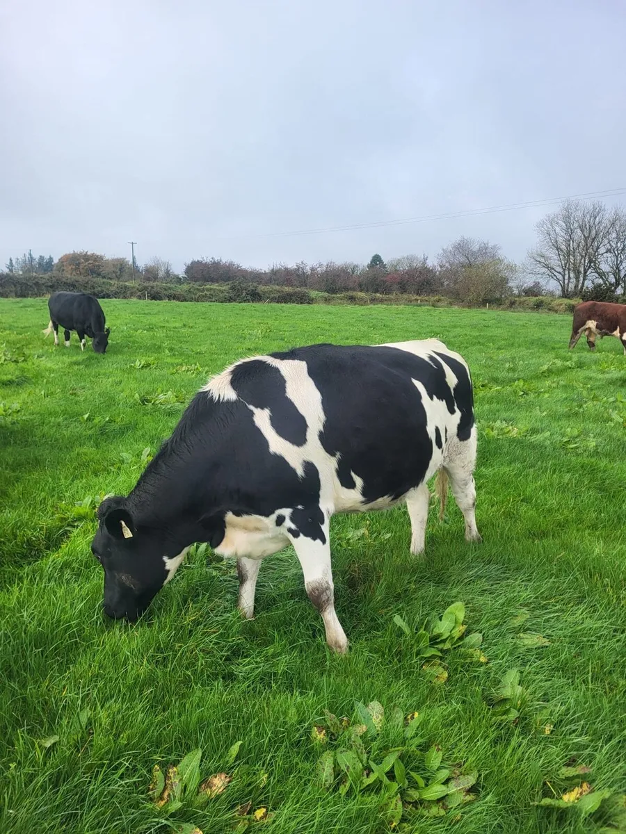British Friesian Incalf Heifers - Image 4