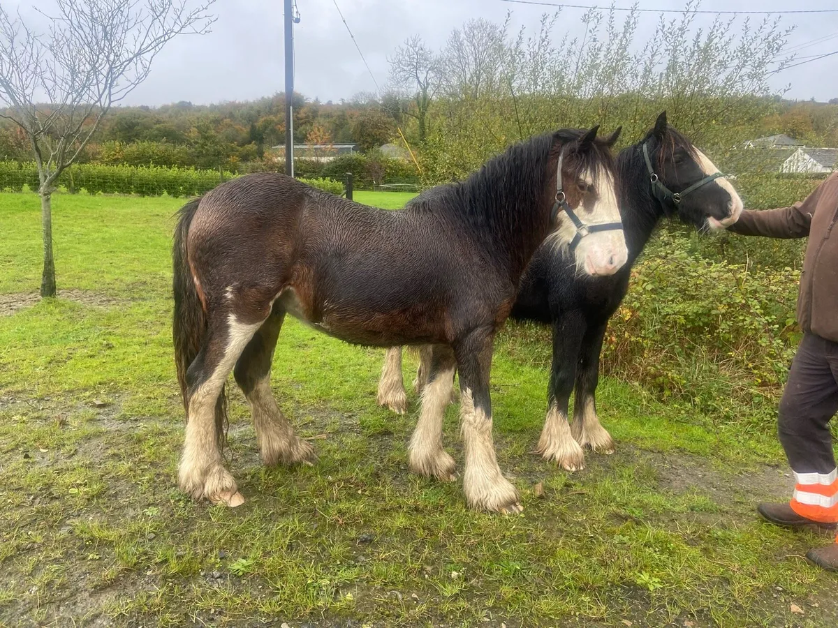 2year old Bay Colt + Yearling Black colt - Image 1