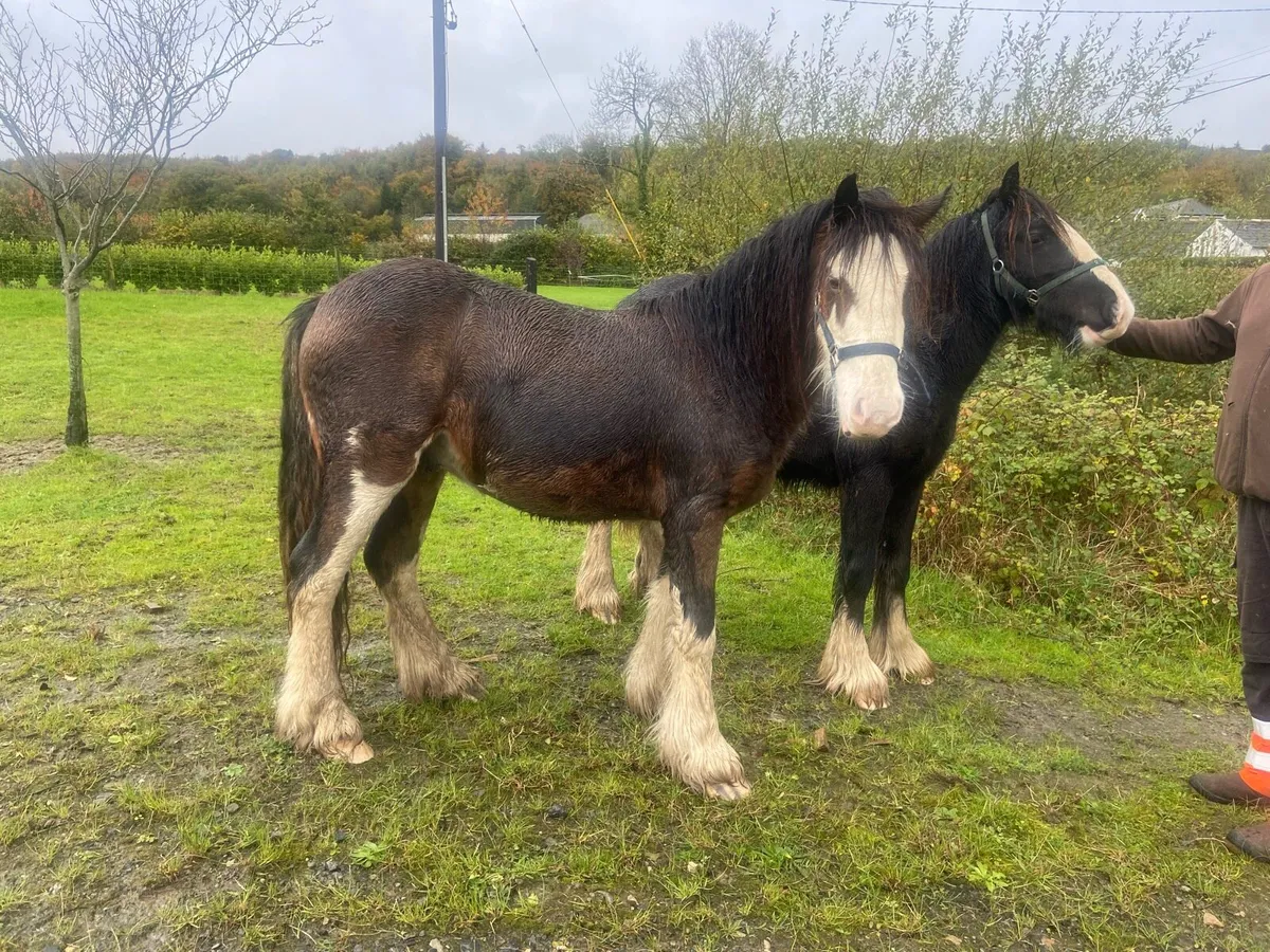 2year old Bay Colt + Yearling Black colt - Image 2