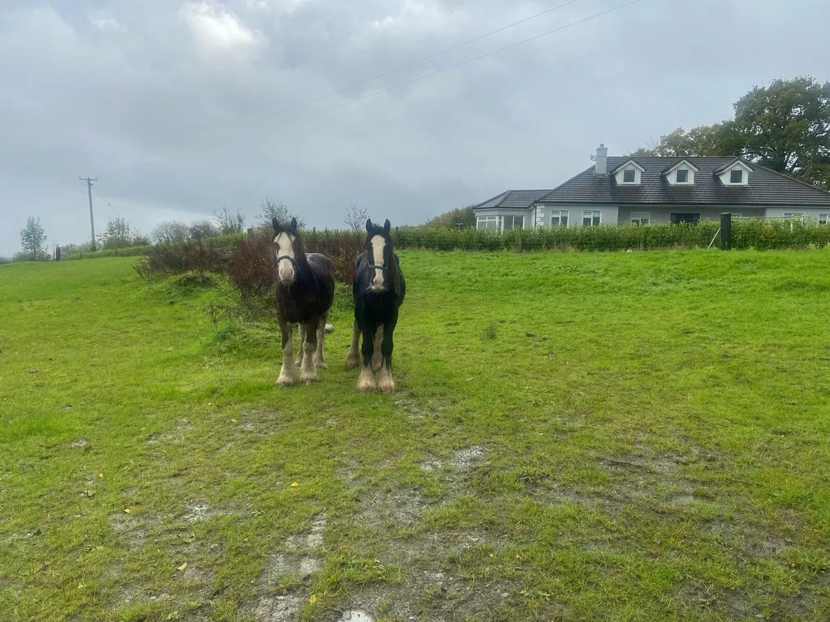 2year old Bay Colt + Yearling Black colt - Image 4