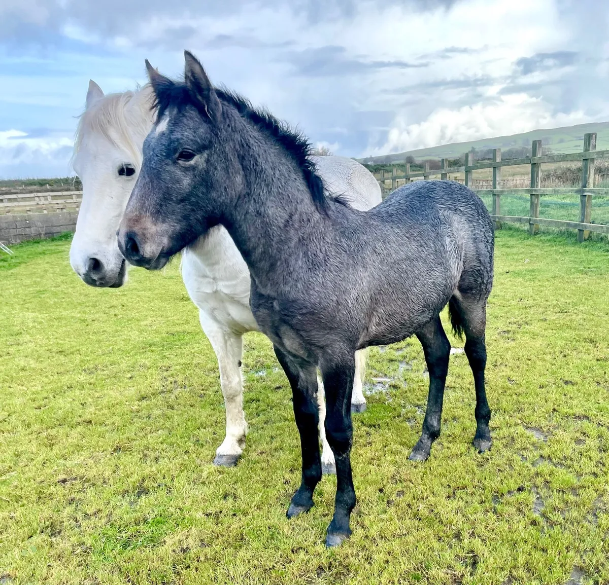 Connemara colt foal - Image 2