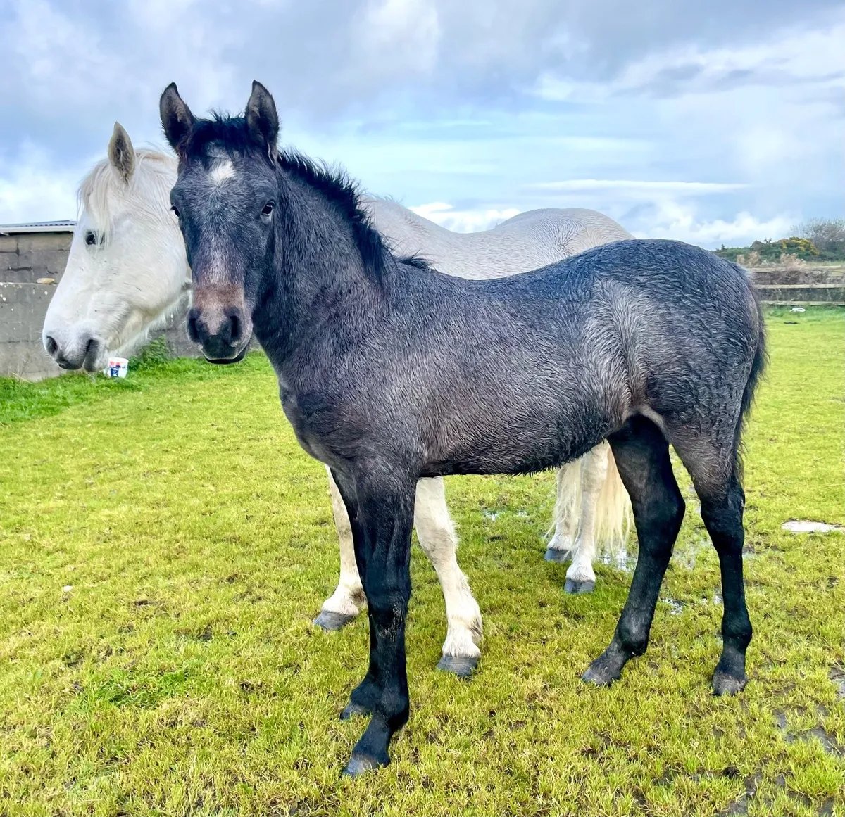 Connemara colt foal - Image 1