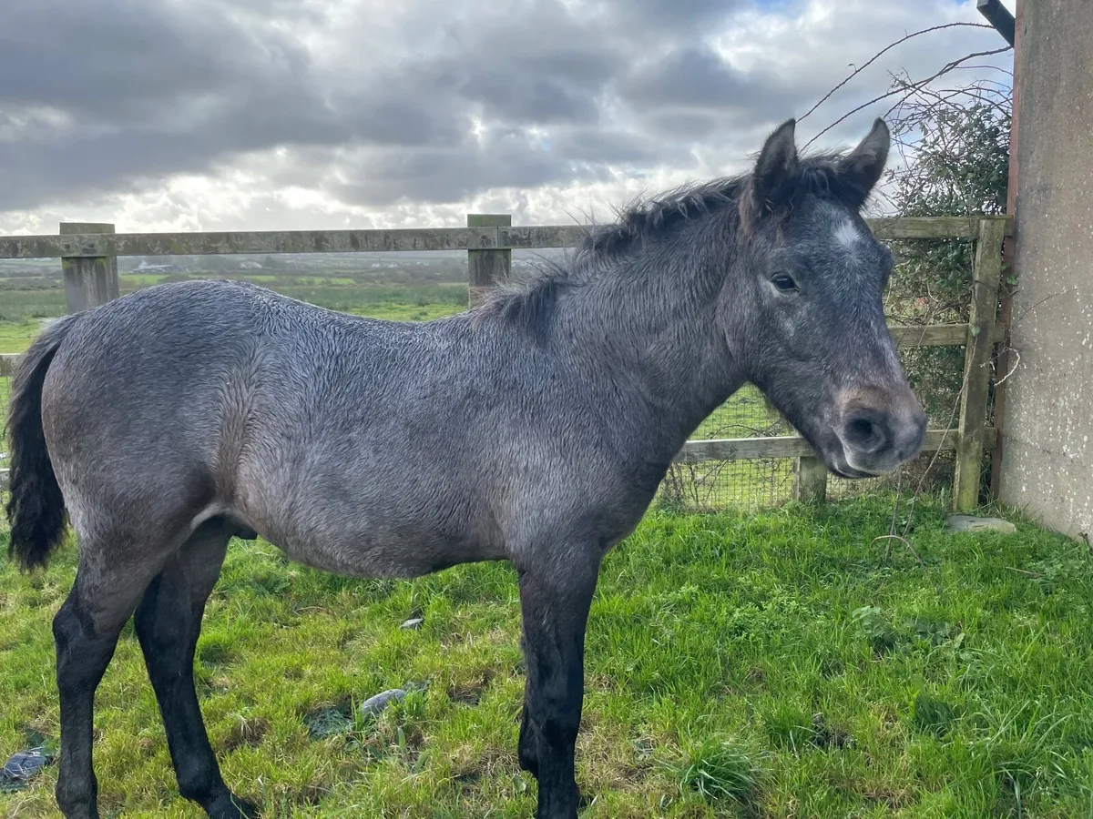 Connemara colt foal - Image 4