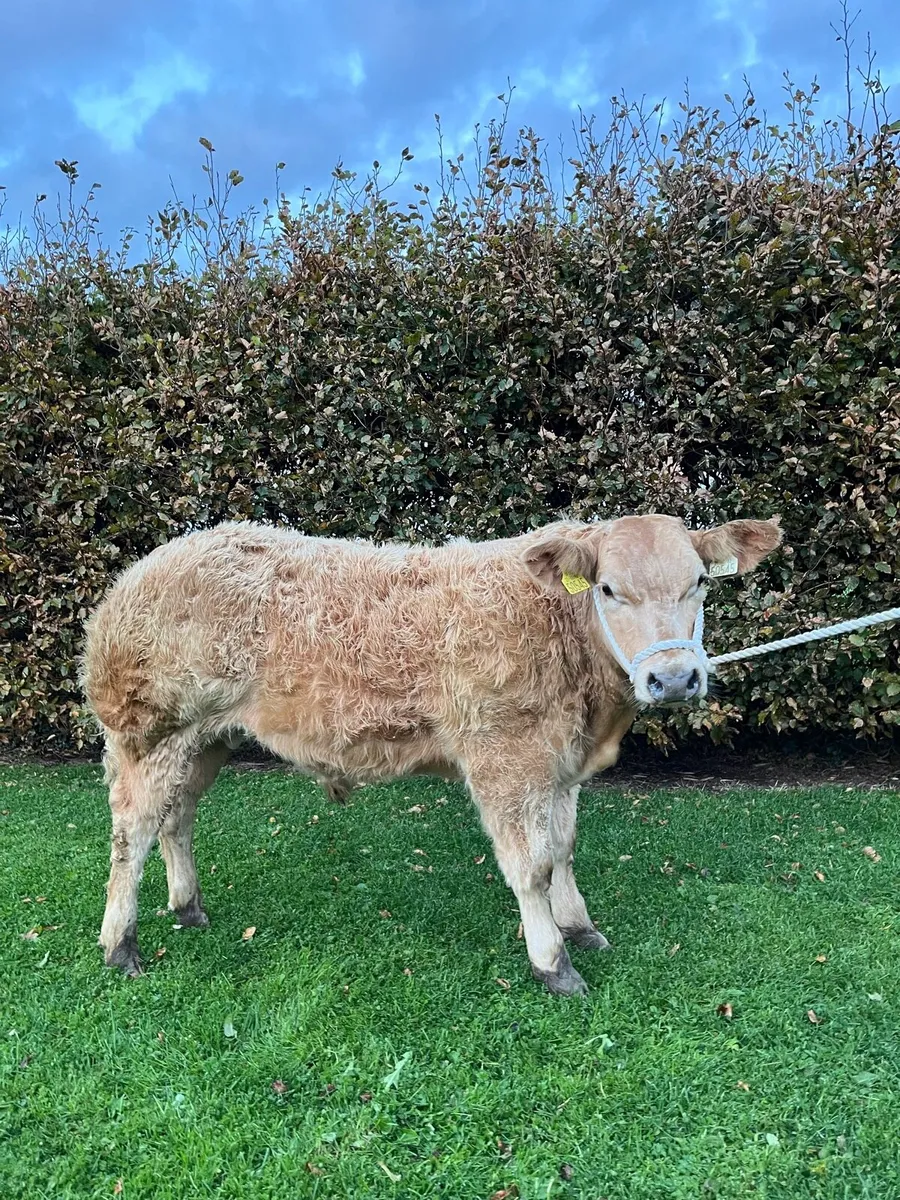 ⭐️Super Show Bull Weanling⭐️ - Image 2