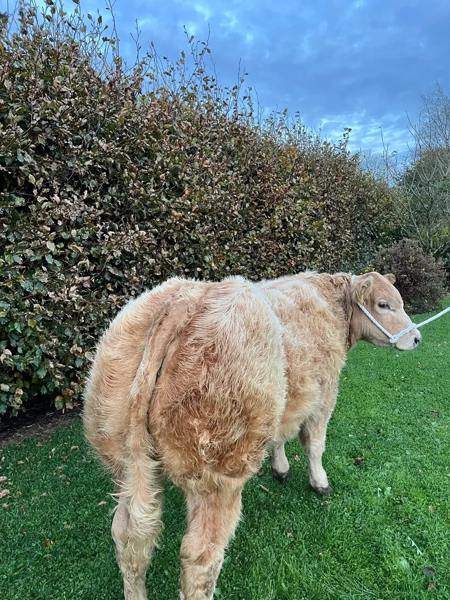 ⭐️Super Show Bull Weanling⭐️ - Image 3