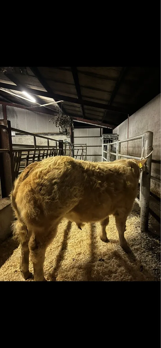 ⭐️Super Show Bull Weanling⭐️ - Image 4