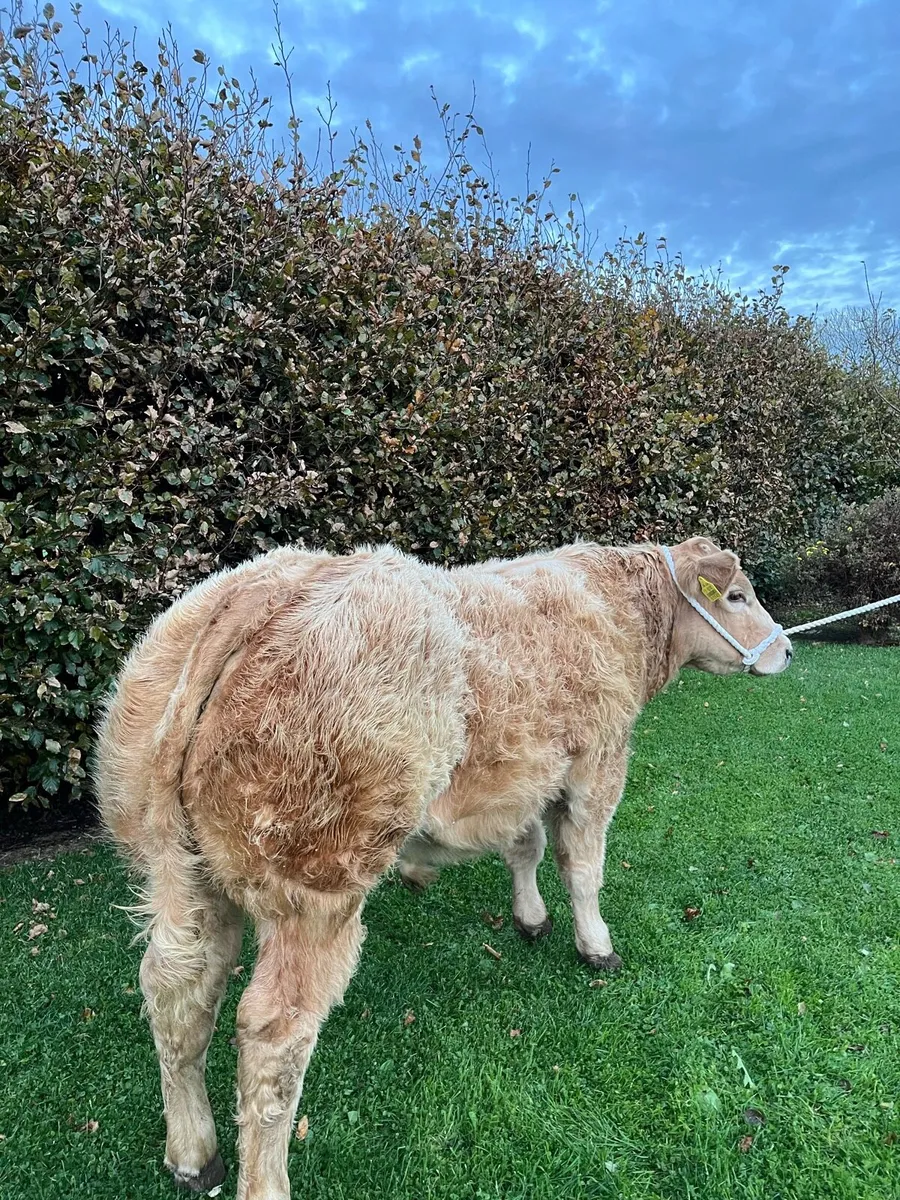 ⭐️Super Show Bull Weanling⭐️ - Image 1