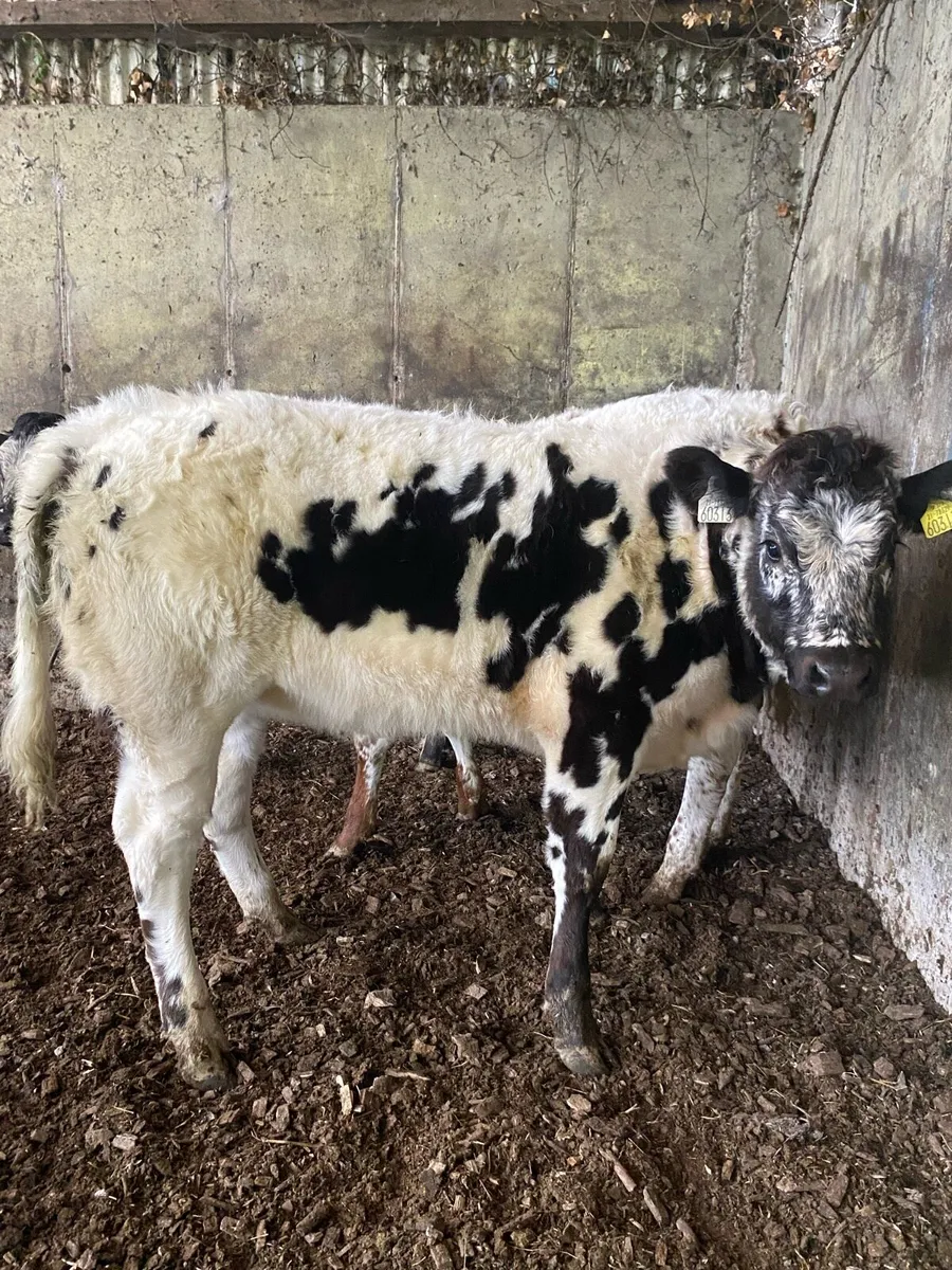 Organic weanling heifers - Image 1