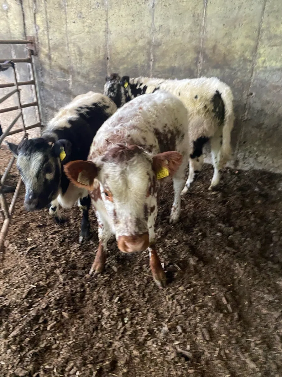 Organic weanling heifers - Image 2