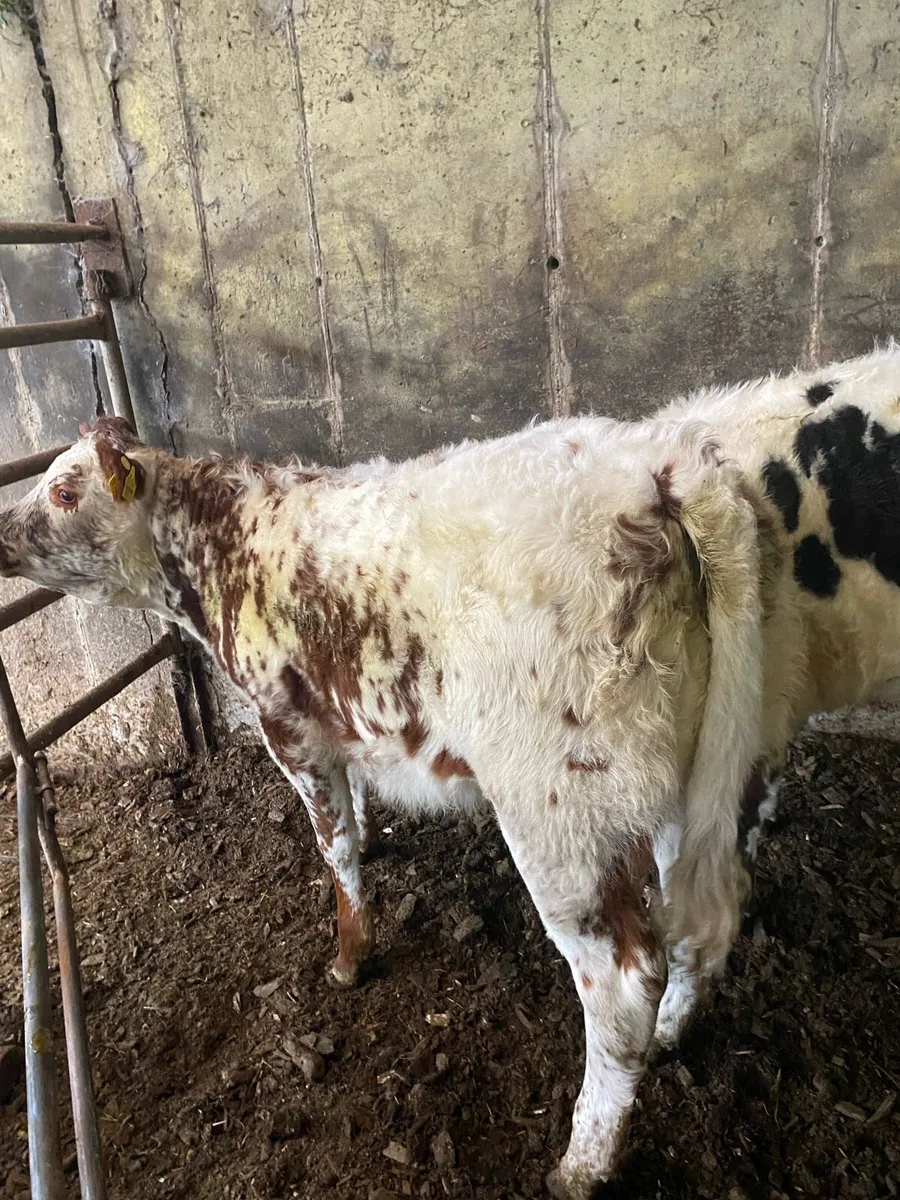 Organic weanling heifers - Image 3