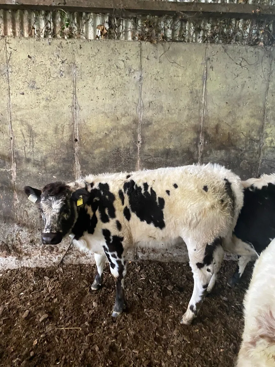 Organic weanling heifers - Image 4