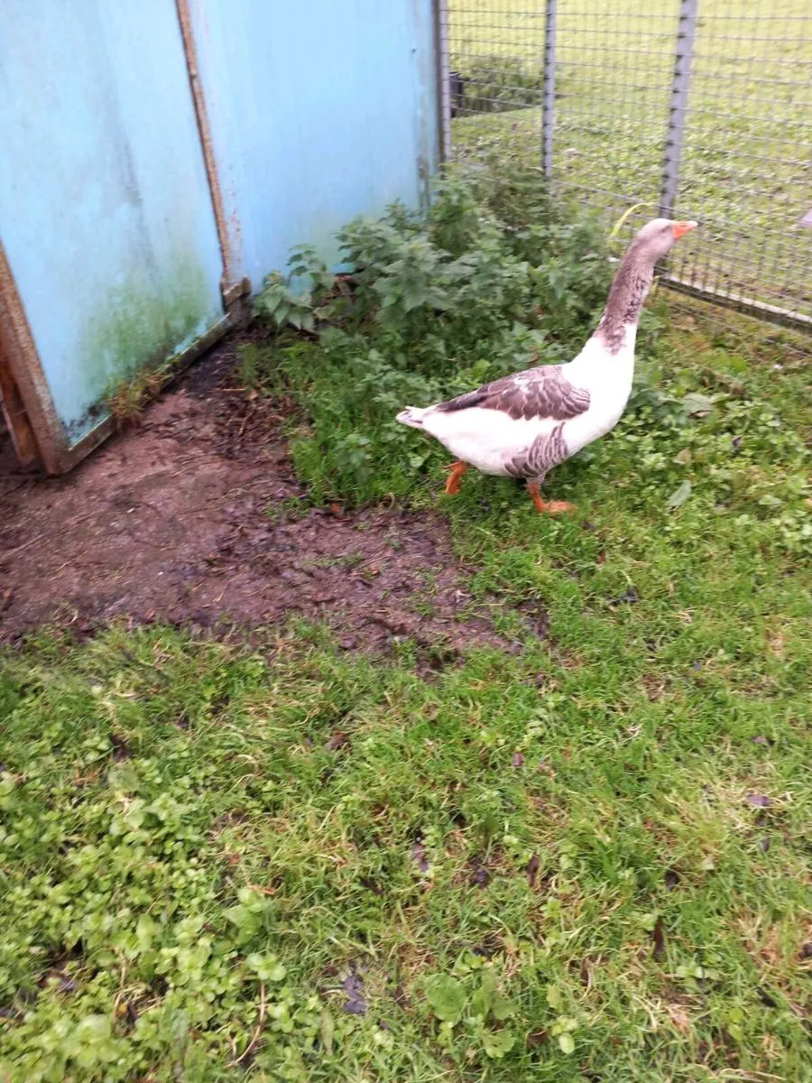 Pomeranian gander - Image 1