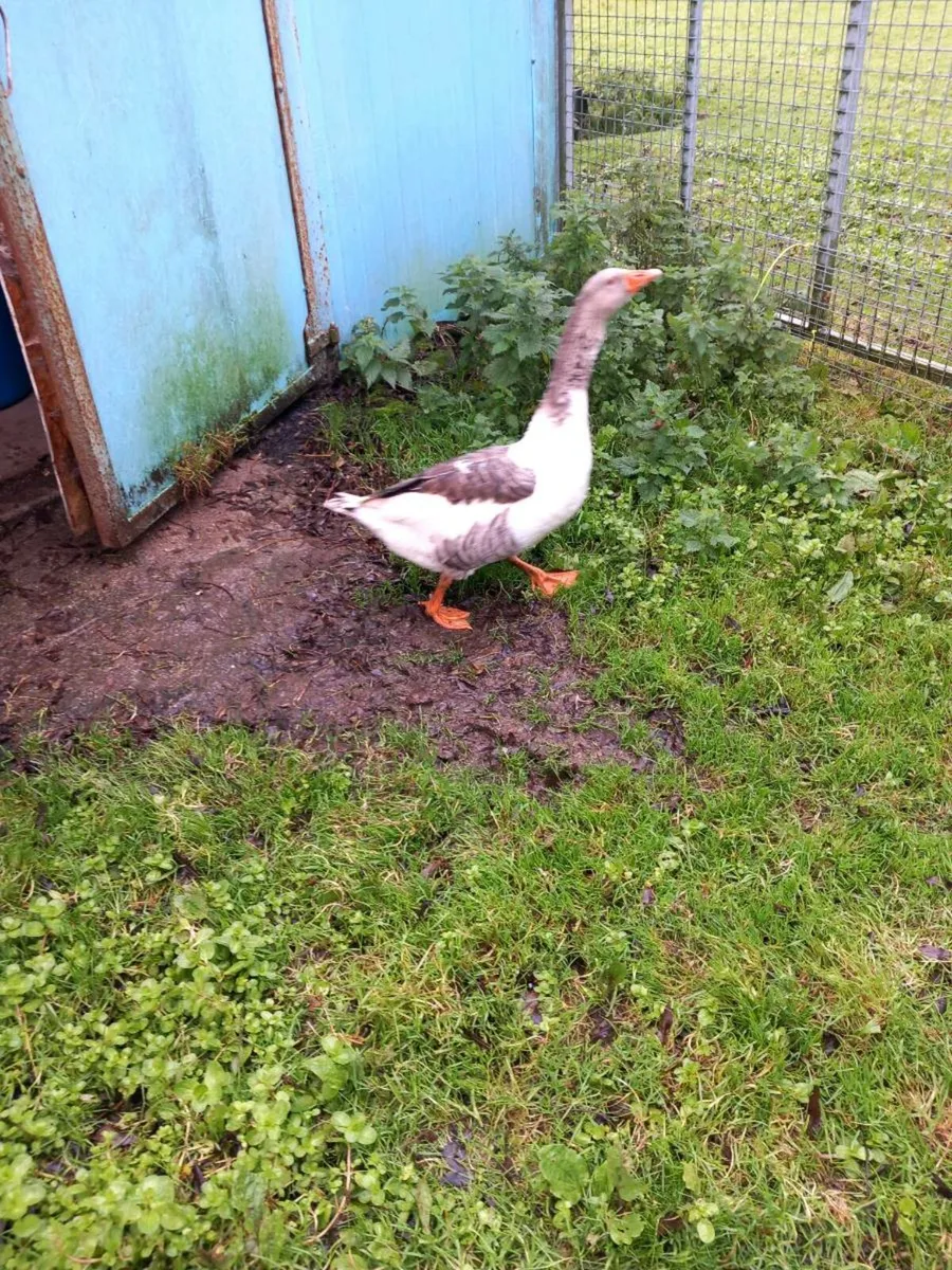 Pomeranian gander - Image 2