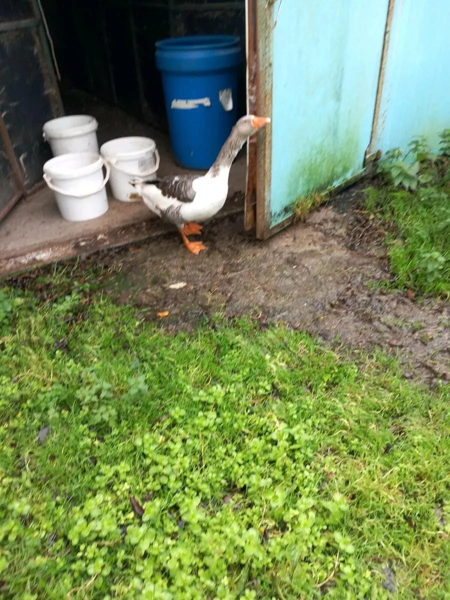Pomeranian gander - Image 3
