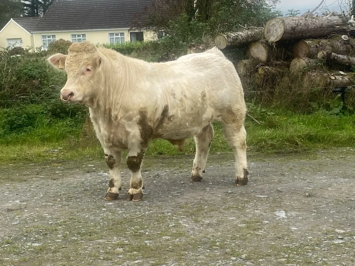 Pedigree Charolaois bull - Image 1