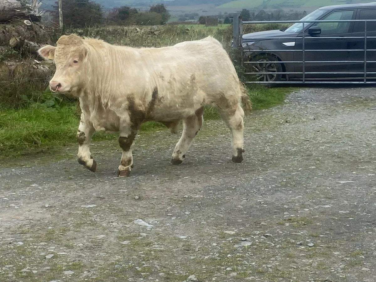 Pedigree Charolaois bull - Image 2