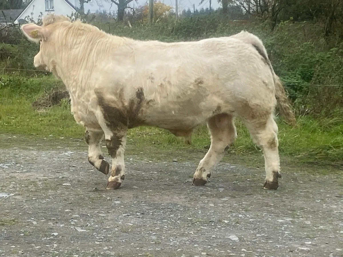 Pedigree Charolaois bull - Image 3