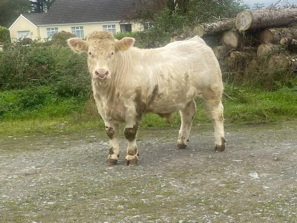 Pedigree Charolaois bull - Image 4