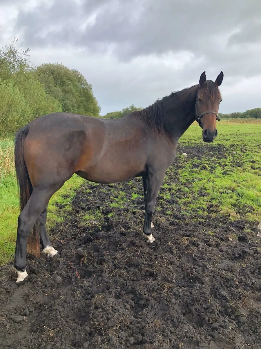 Filly and gelding - Image 1